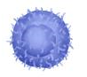 CD8+ T Cells.jpg